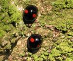 Kidney-Spot - Ladybird species | CHIAMAIAS JISHEBI | ჭიამაიას ჯიშები